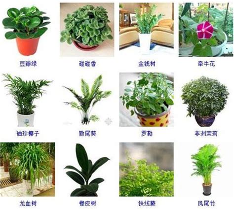 室内植物名称|25 种经典的室内植物